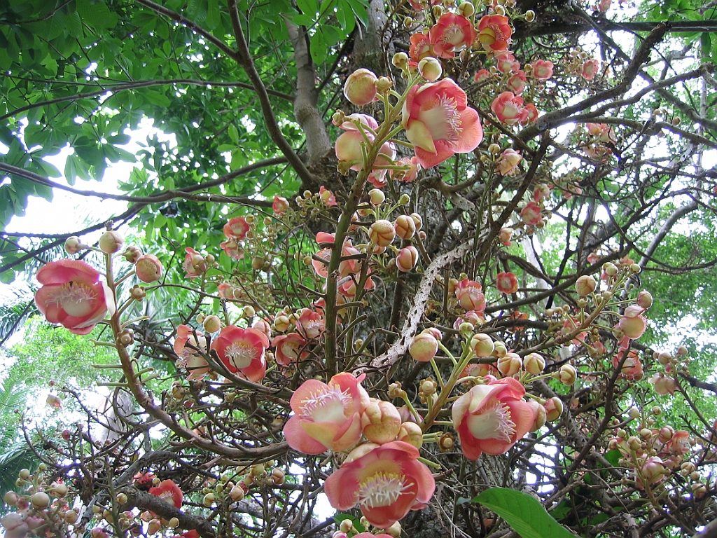 072 Cairns Botanic Gardens.jpg